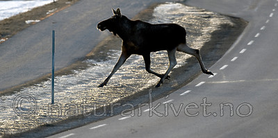 BB 13 0043 / Alces alces / Elg